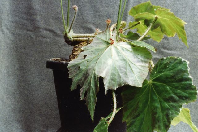 B. ‘Pindah’